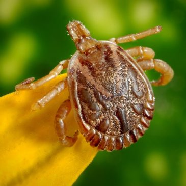 What Fleas and Ticks Are Trying to Tell Us